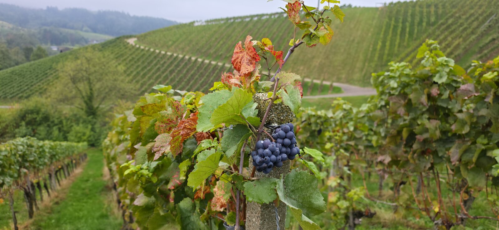Bild zum Eintrag